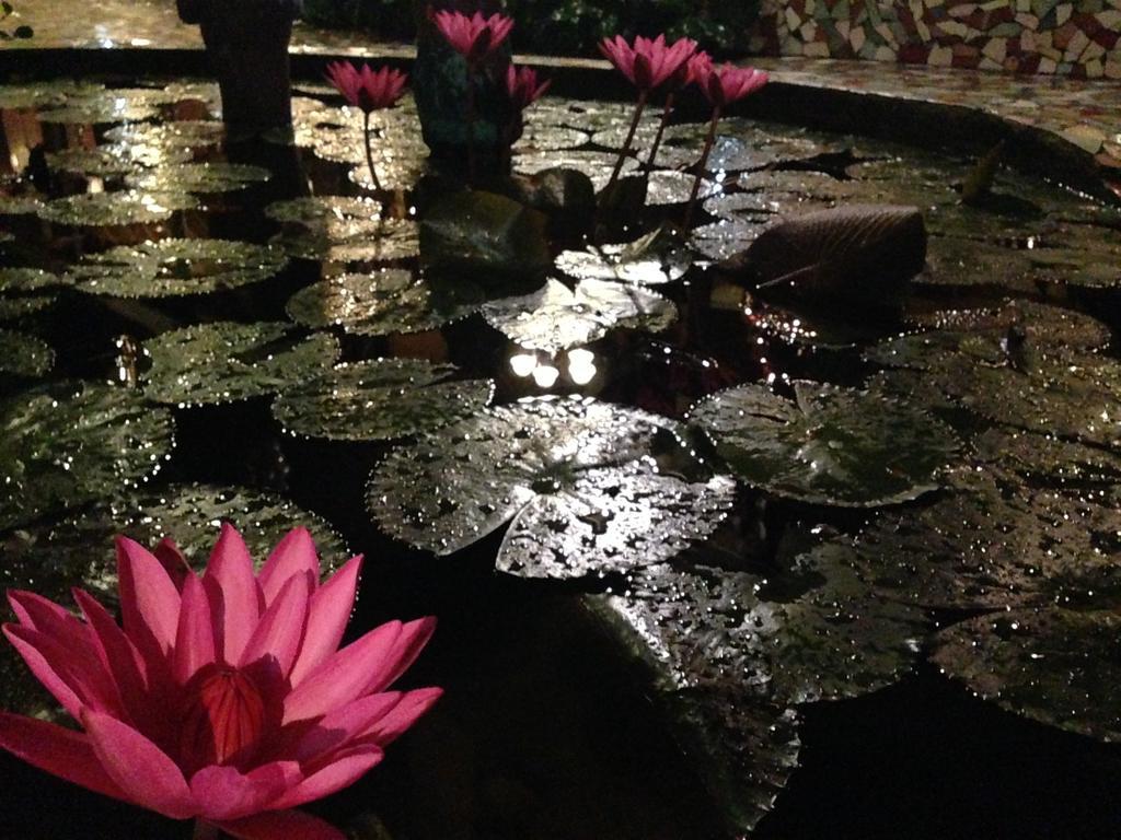 プエルト・プリンセサ The Lotus Garden Bed & Breakfast エクステリア 写真